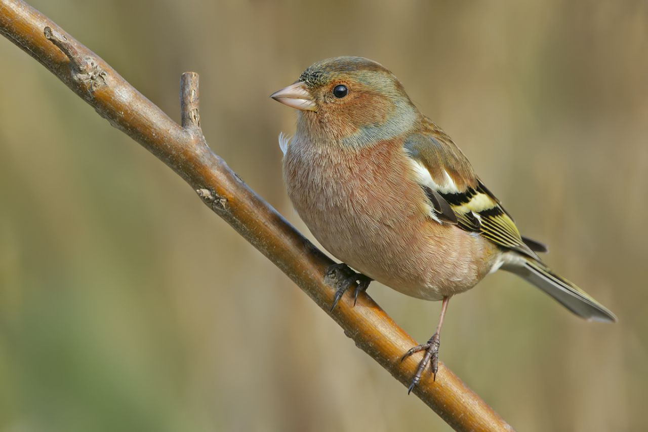 Fringuello (Fringilla coelebs)